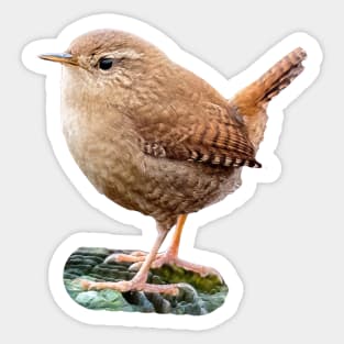 Jenny Wren Sticker